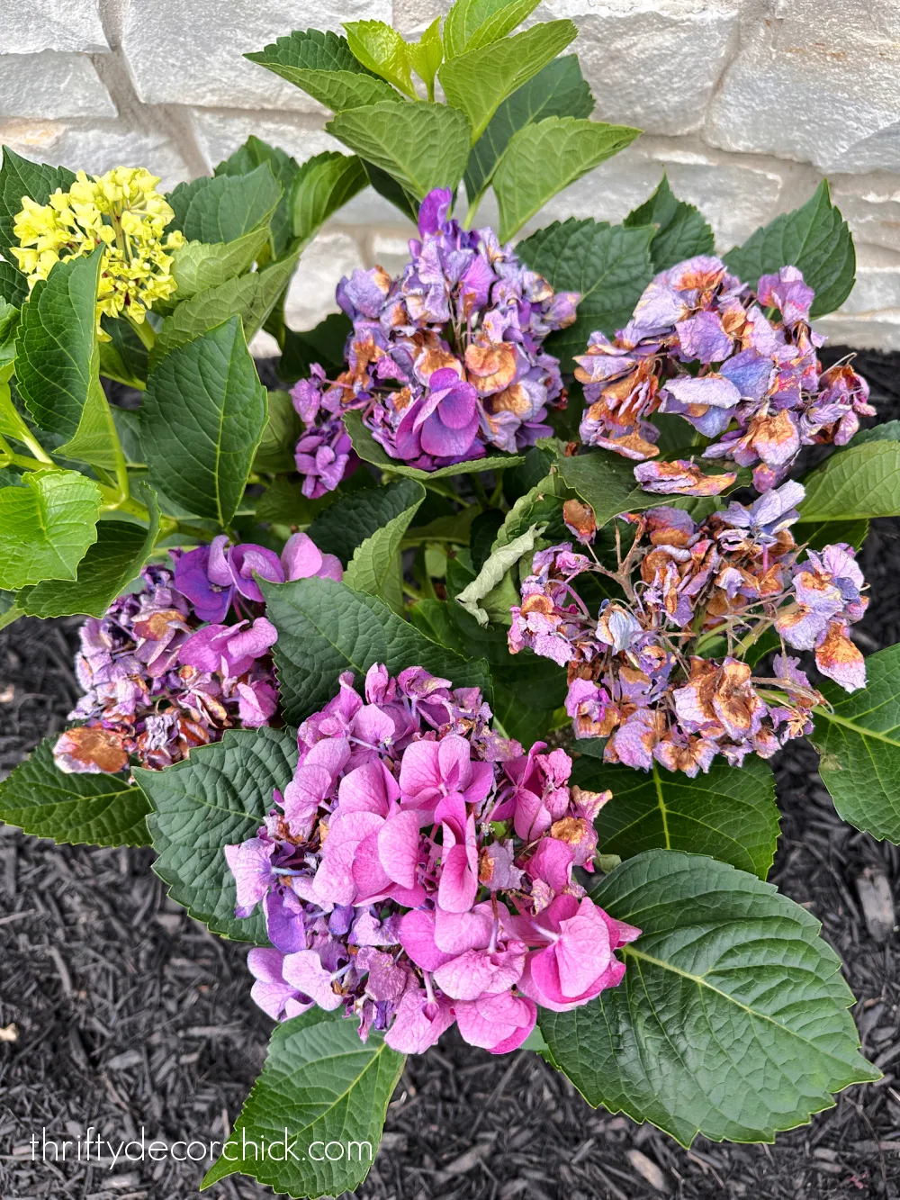 dried scorched hydrangea blooms